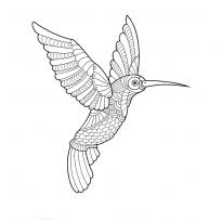 raskraska-kolibri9