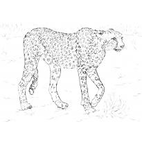 raskraska-gepard16