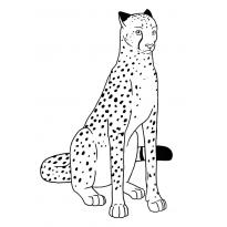 raskraska-gepard19