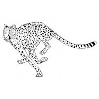 raskraska-gepard2