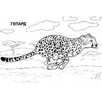 raskraska-gepard4