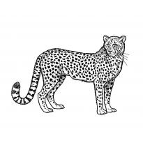 raskraska-gepard8
