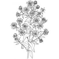 Раскраска астра raskraska-astra21