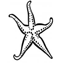 Раскраска морская звезда raskraska-morskaya-zvezda22