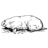 Раскраска крот raskraska-krot52