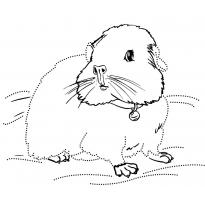 Раскраска морская свинка raskraska-morskaya-svinka8