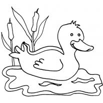 Раскраска болото raskraska-boloto24