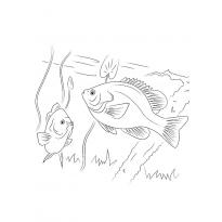 Раскраска окунь raskraska-okun20