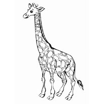 raskraska-giraf7