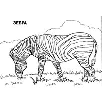raskraska-zebra-1