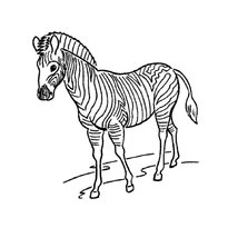 raskraska-zebra-12