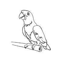 Раскраска попугай raskraska-popugai12