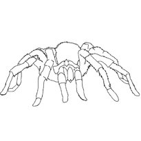 Раскраска паук raskraska-pauk-23