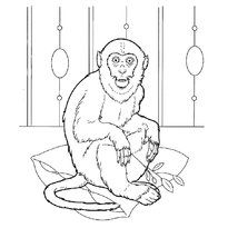 Раскраска обезьяна raskraska-obezanka44