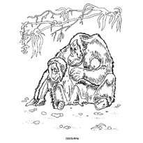 Раскраска обезьяна raskraska-obezanka45