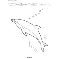 raskraska-delfin-30