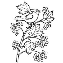 Раскраски снегири на ветке рябины raskraska-snegiri-na-vetke-ryabini4