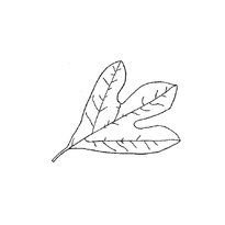 Раскраска листья деревьев listia-derevev-10