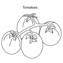 raskraska-pomidor4