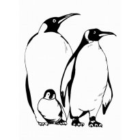 raskraska-pingvin1