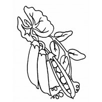 Раскраска горох raskraska-goroh16