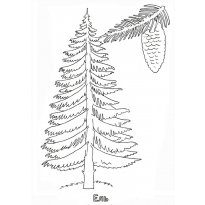 Раскраска ель raskraska-el21