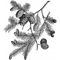 Раскраска ель raskraska-el8