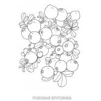 Раскраска ягоды raskraska-yagodi43