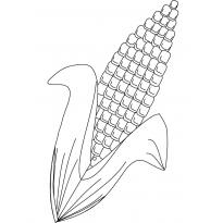 Раскраска кукуруза raskraska-kukuruza22
