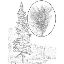 Раскраска сосна raskraska-sosna10