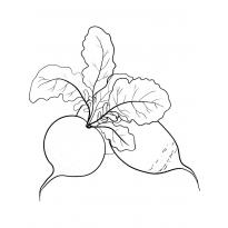 Раскраска редиска raskraska-rediska15