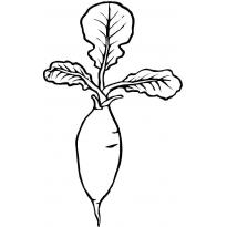 Раскраска редиска raskraska-rediska7