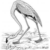 raskraska-flamingo15