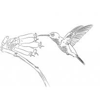 Раскраска колибри raskraska-kolibri10
