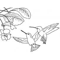 raskraska-kolibri14