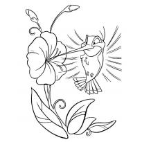 raskraska-kolibri2