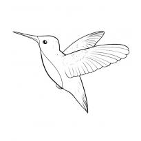 raskraska-kolibri20