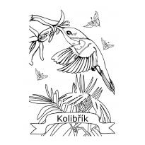 raskraska-kolibri23