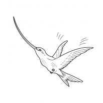 raskraska-kolibri28