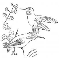 raskraska-kolibri29
