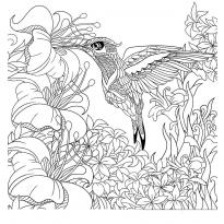 raskraska-kolibri32